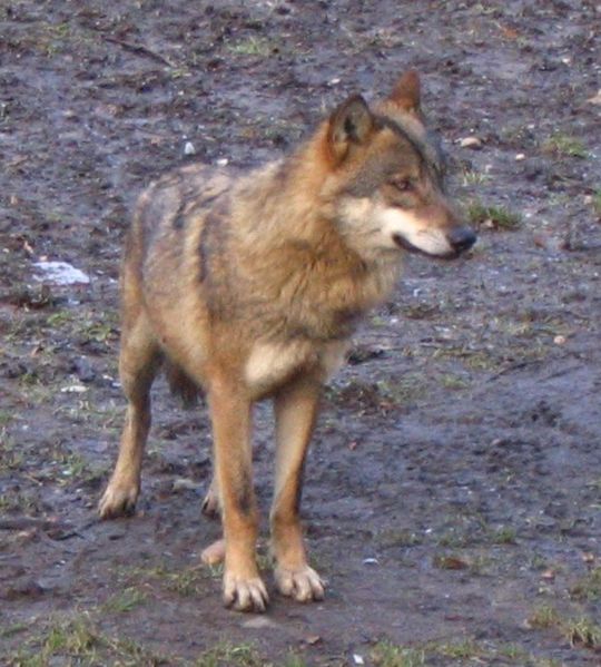 540px-Canis_lupus_lupus_prague_zoo.jpg