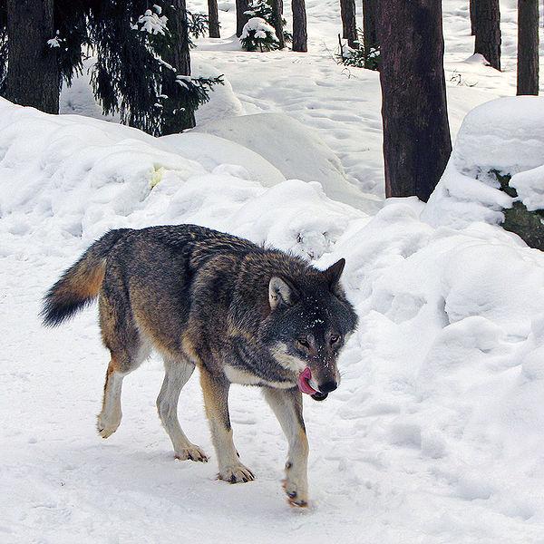 600px-Wolf_Kolmården.jpg