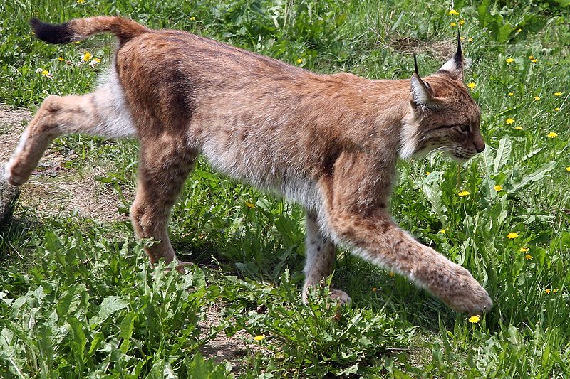 800px-Lynx_lynx-2.JPG