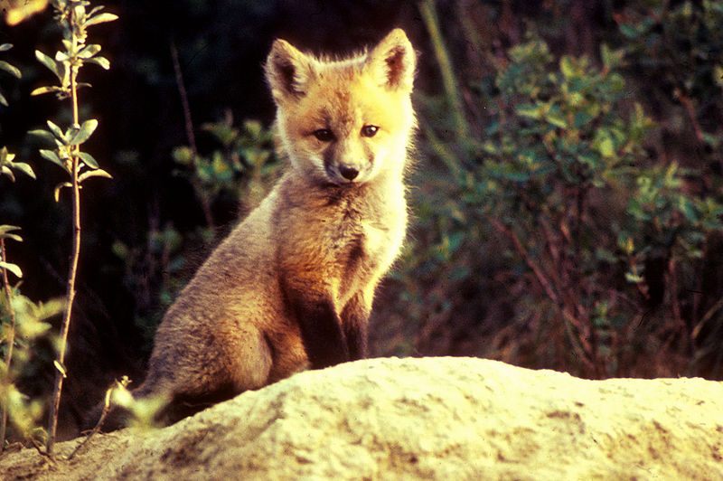 800px-Vulpes_vulpes_pup_sitting_on_stone.jpg