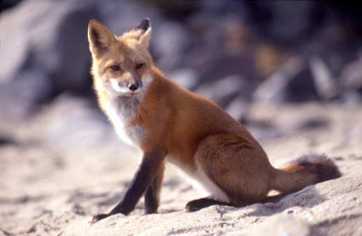 Vulpes_vulpes_sitting.jpg