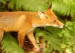 800px-Lis_(Vulpes_vulpes)_WOB.JPG